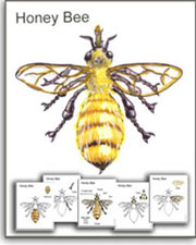 Educational Illustrations