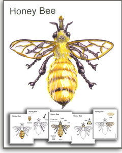 BEE-The Parts of the BEE
